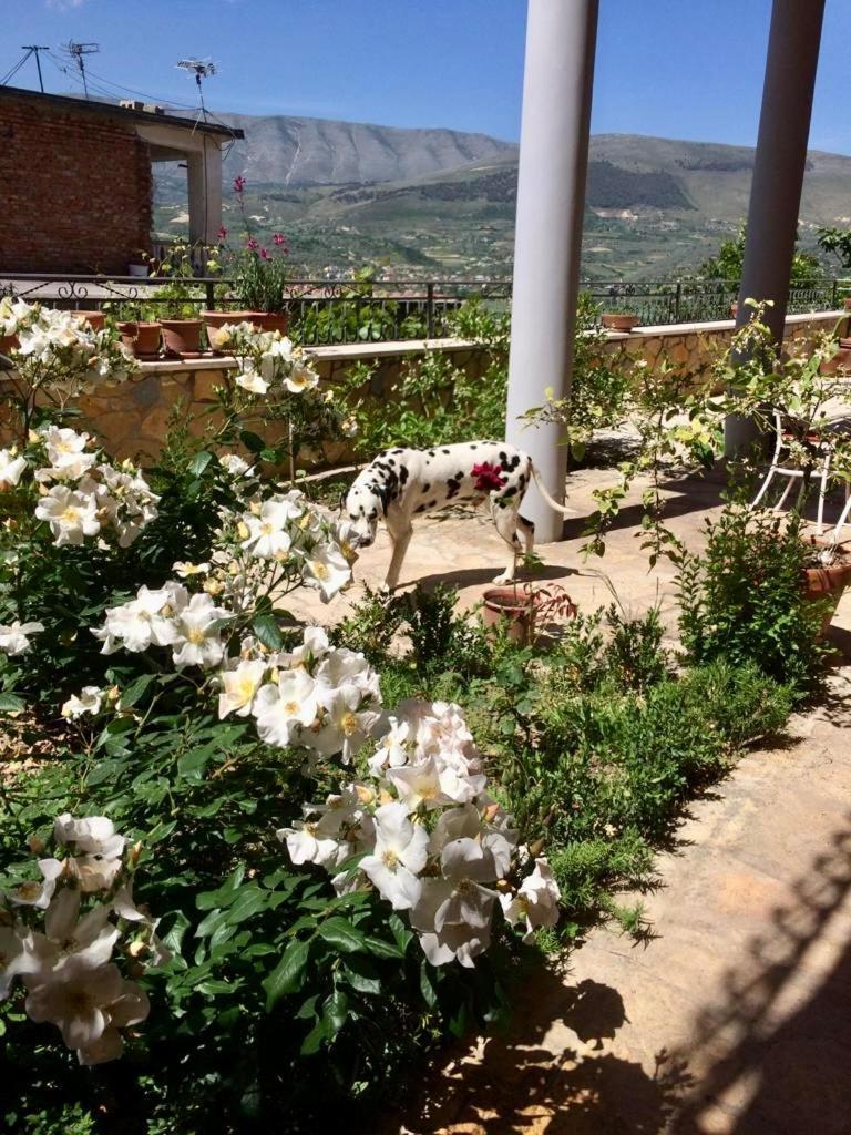 Guesthouse Villa Rosa Berat Rum bild