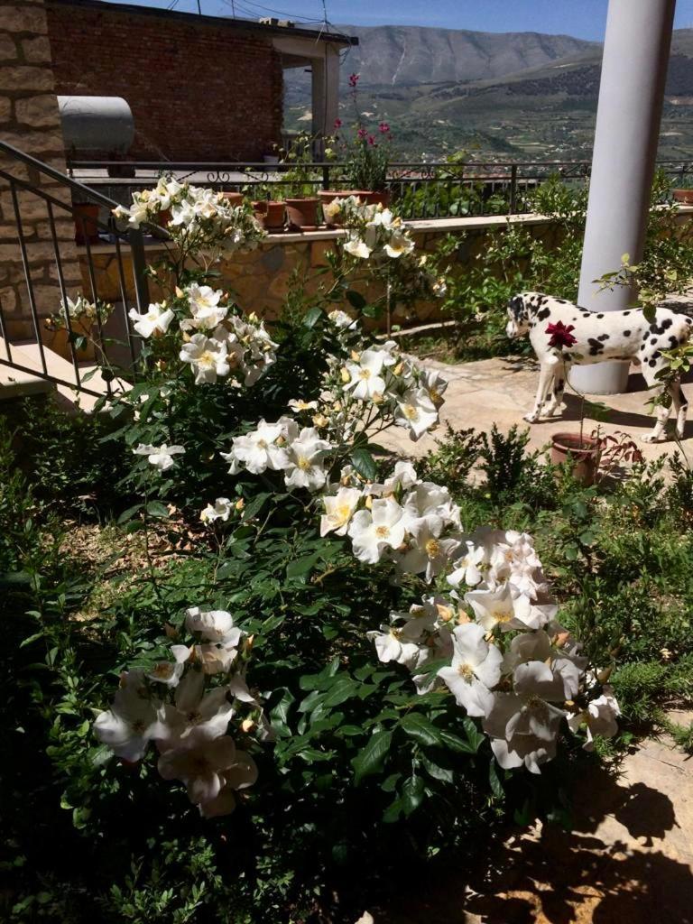 Guesthouse Villa Rosa Berat Rum bild